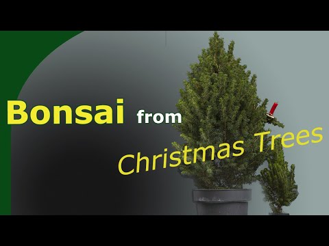Merry Christmas-tree