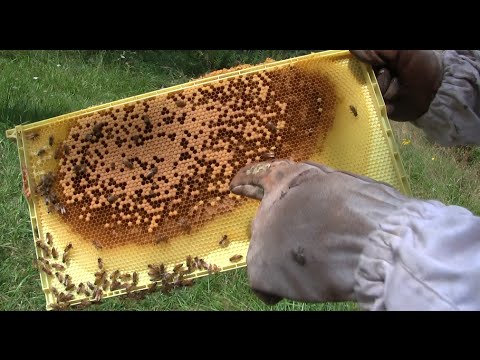 Save the Bees! Beekeeping 101