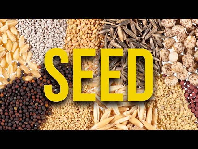This Is Where I Buy My Seeds And You Won't Believe the Difference It Makes!
