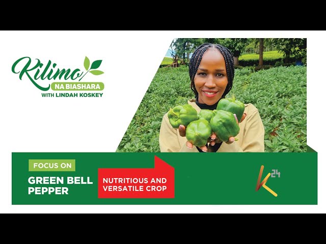 Focus on Green Bell Pepper Farming| Kilimo na Biashara