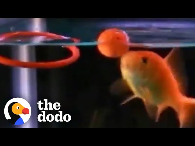 Fish Can Learn To Do Tricks | The Dodo