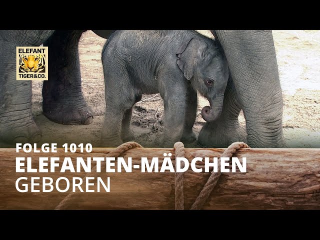 Im Freudentaumel (Folge 1010) | Elefant, Tiger & Co. | MDR