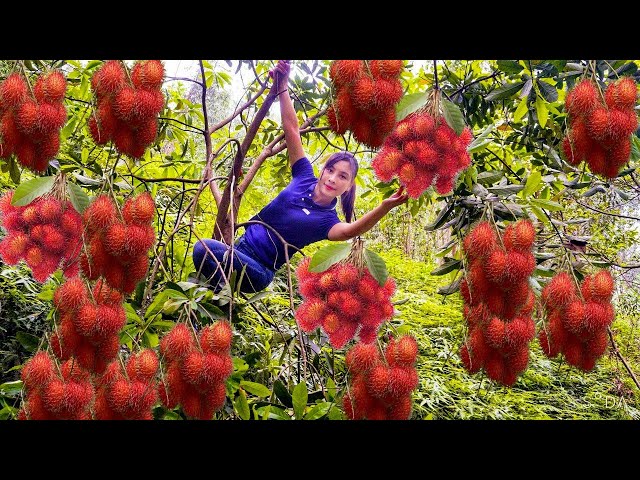 Extremely sweet red rambutan | Heavy rambutan harvest in the homeland | sell at the market