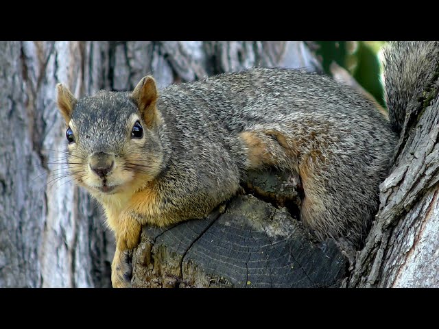 Junior the Squirrel Relaxin' in the Tree