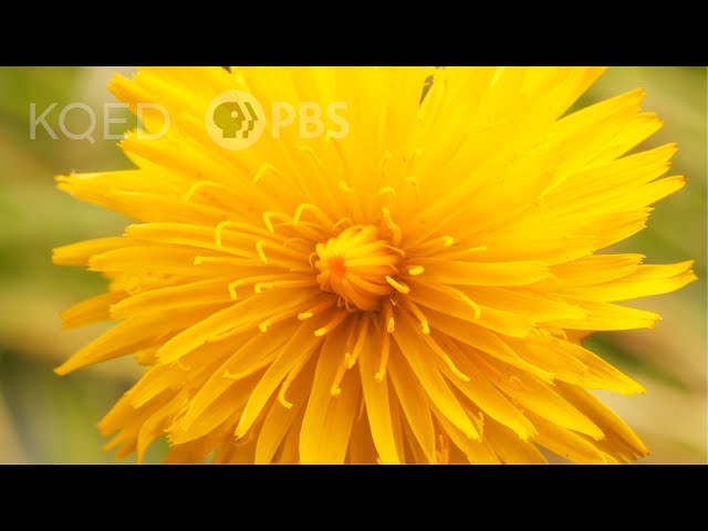 This is NOT a Dandelion. | Deep Look