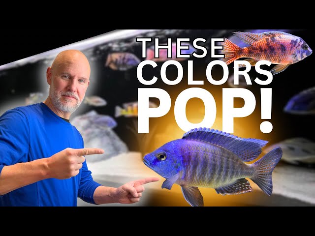 Do ALL 5 Tips Or Your Fish WON’T COLOR UP!