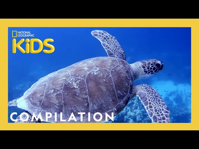 Scuba Diving with Sam! 🐡 | What Sam Sees | 90 Minutes | Nat Geo Kids Compilation | @natgeokids