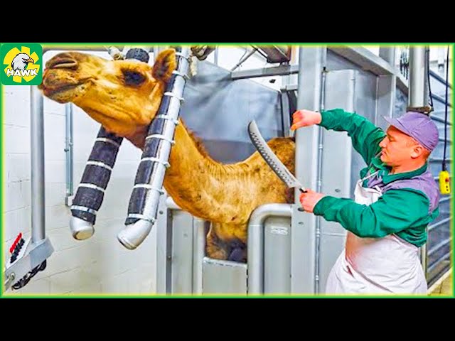 Camel Farming 🐪 How Farmers Raise Thousands Of Camels - Camel Meat Processing Factory