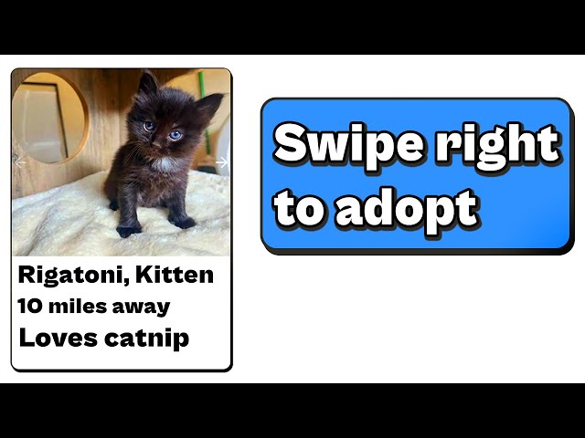 I Turned Tinder Into A Pet Adoption App