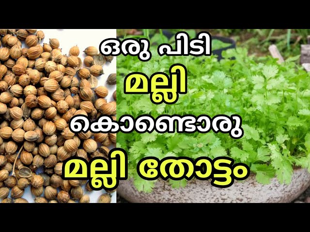 മല്ലി വളർത്തൽ | malliyila krishi malayalam | How to grow corriander at home garden adukkalathottam