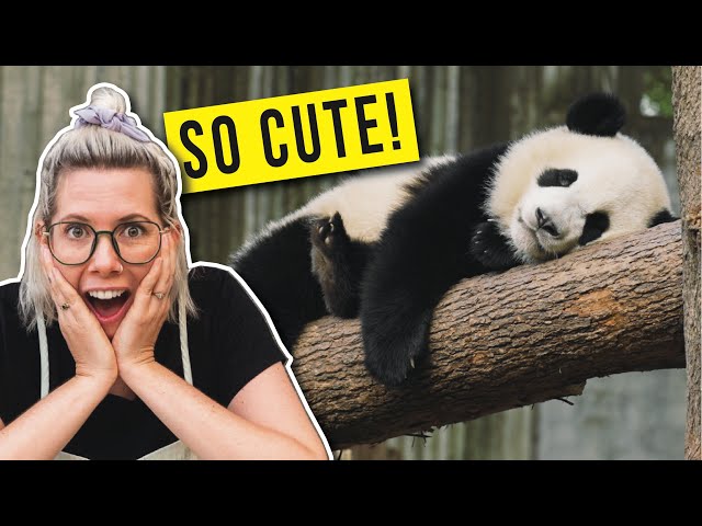 Seeing pandas in China for the FIRST time!