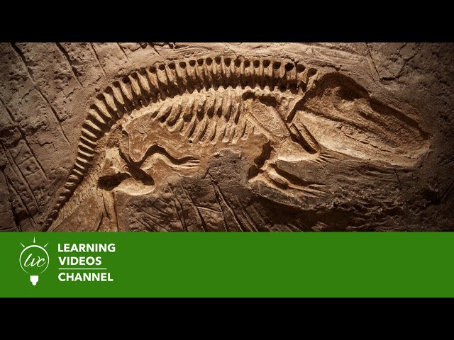 Fossils & Dinosaurs - Real World Science on the Learning Videos Channel