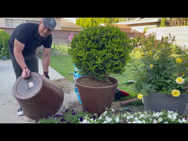 Upgrade Your Containers with this Inexpensive Idea | Gardening with the Williams'