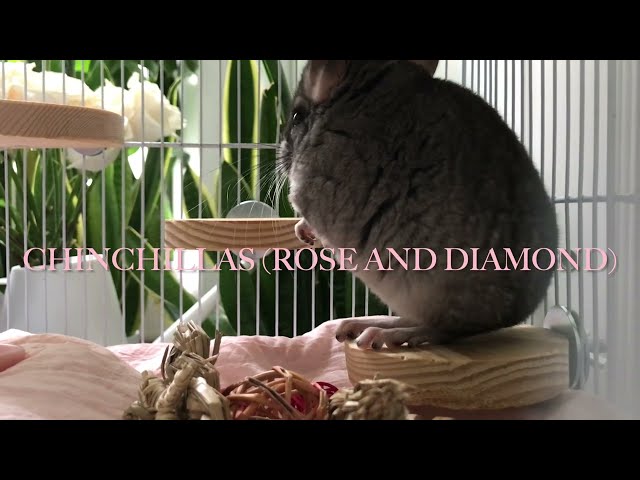 Chinchillas (Rose and Diamond)