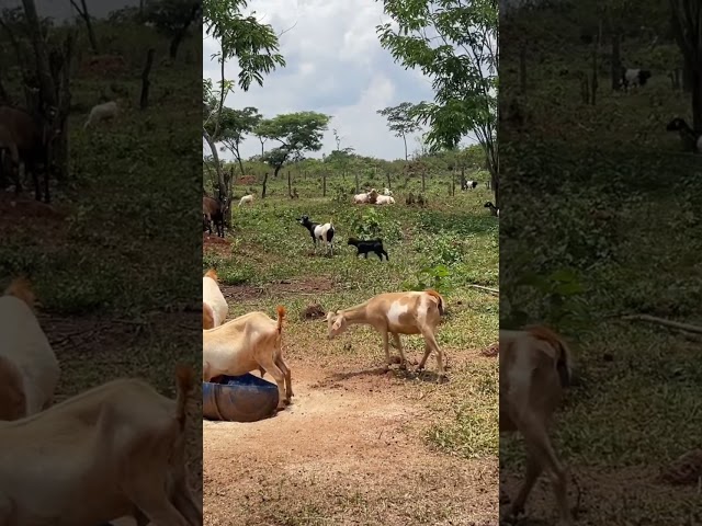 Goats Exercising Ground