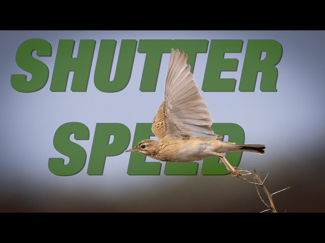 SHUTTER SPEED For Wildlife Photography I How To Get Those In-Focus Action Shots