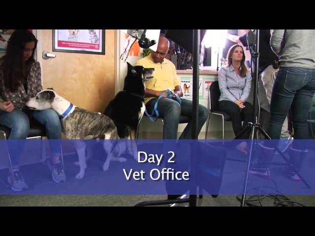 Dog Apps Promo | 6abc Behind The Scenes