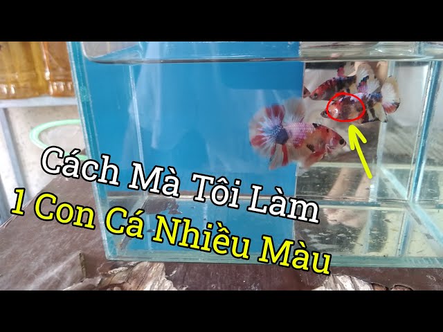 How I Made a Multicolored Fish | Betta Nemo Candy