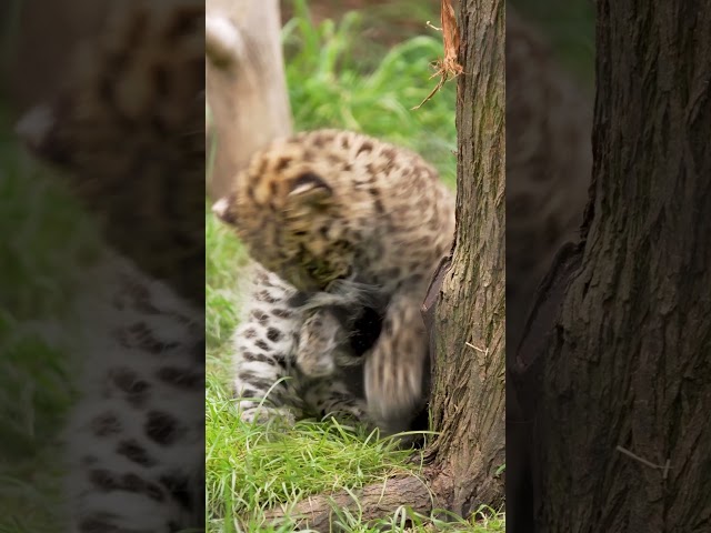 Amur Leopard Cubs First Birthday