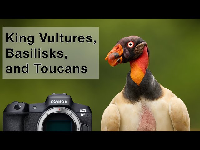 Costa Rica Part 5 - Bird photography from a canoe and king vultures