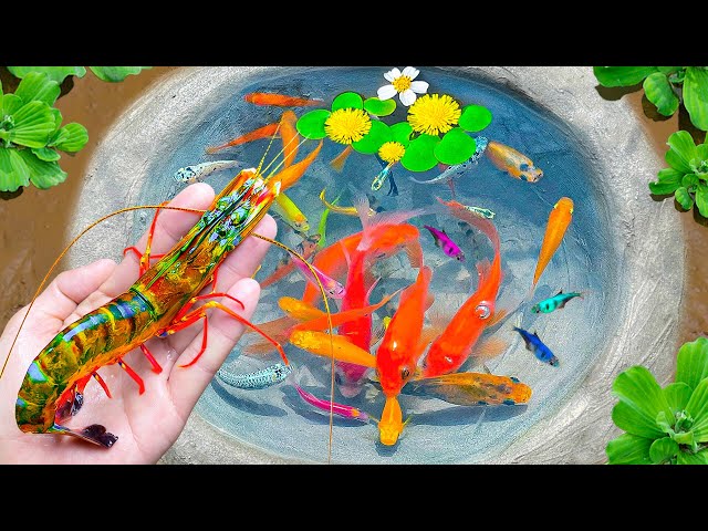 🐟 SATISFYING AMAZING Catch Koi Fish in Colorful Surprise Eggs, Exotic Fish, Turtles, Ornamental Fish