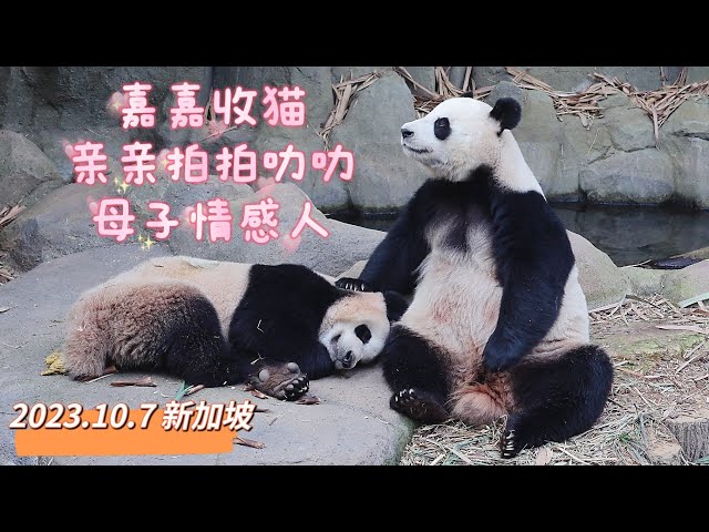 20231007 新加坡大熊猫妈妈嘉嘉温柔叫醒两岁叻叻太有爱，嘉嘉抱抱亲亲拍拍叻叻，然后坐在一旁慈爱看儿子 Singapore Giant panda mom Jia Jia❤️awake Le Le