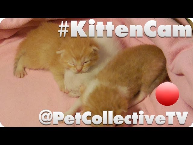 #KittenCam @PetCollectiveTV #Subs4Pets