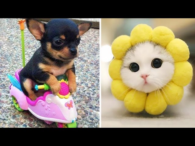 Cute Baby Animals Videos Compilation | Funny and Cute Moment of the Animals #1 - Funny Puppy Videos