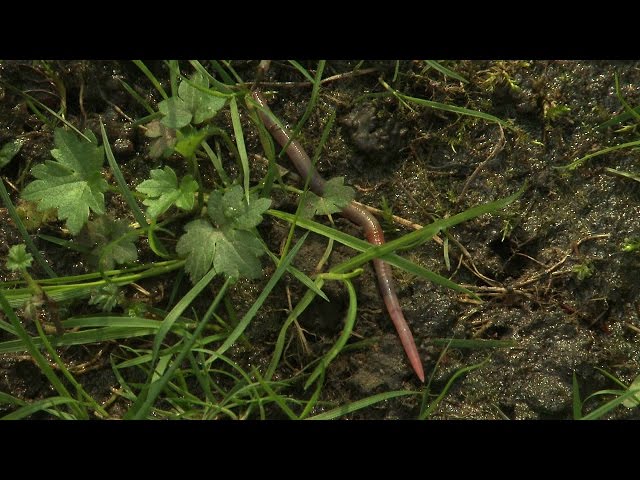 Show a bit more love to the humble earthworm | Natural History Museum