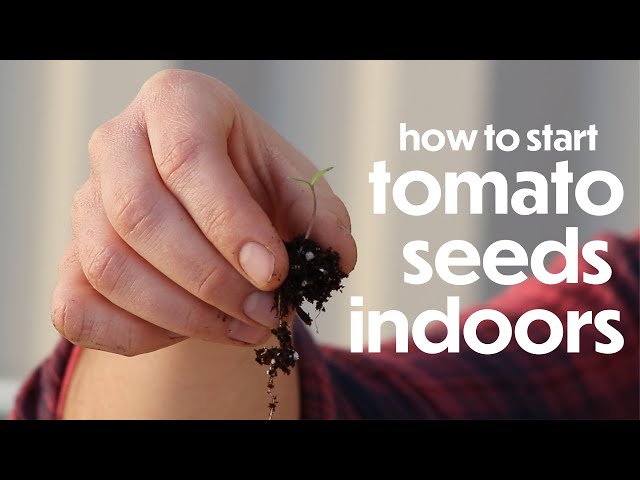 Starting Tomato Seeds Indoors | Farm your Yard