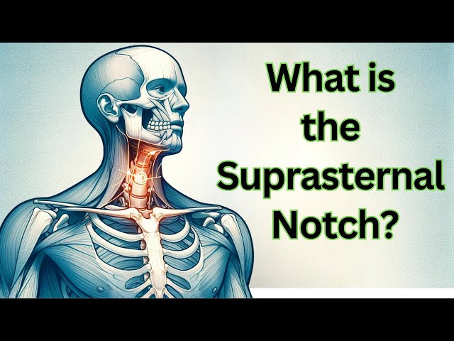 What is the Suprasternal Notch?