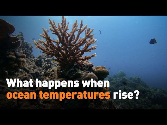 What happens when ocean temperatures rise?