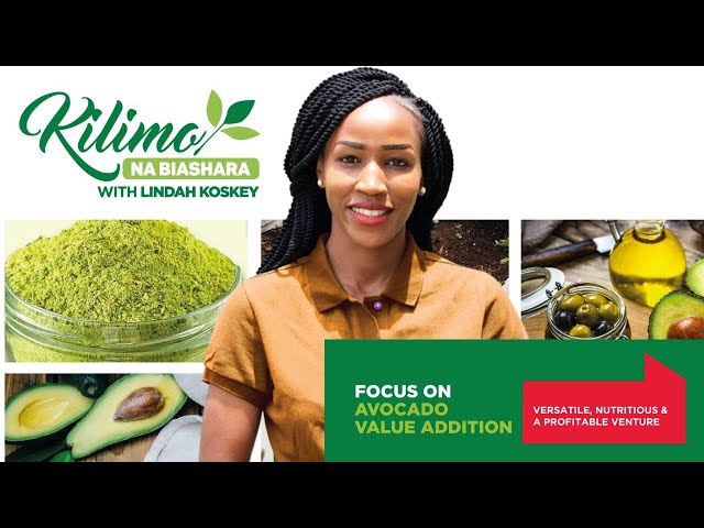 Epic Ways to Maximize Avocado Value! | Kilimo na Biashara
