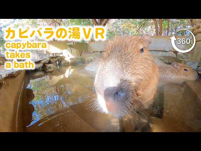 Take a bath with Capybara VR