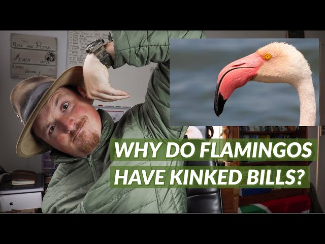 Why Do Flamingos Have Kinked Bills | Did You Know Thursday #21