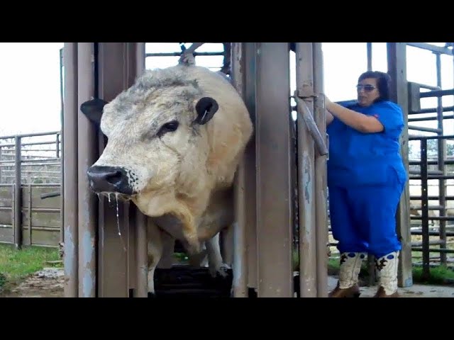 The world's largest cow factory will give you goosebumps.