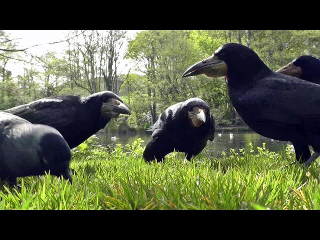Entertainment Videos of Birds For Cats and Dogs To Watch - Rooks and Jackdaws 1