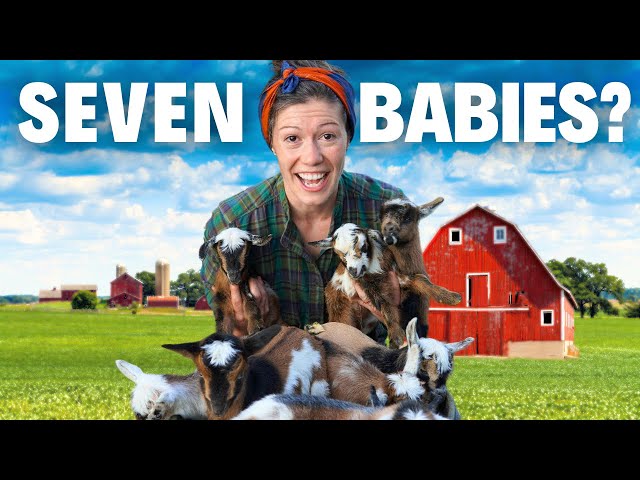 Goat Birth World Record Attempt | A Lesson in Patience