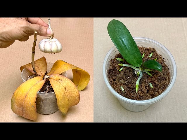 Garlic revives all rotten orchids in this easy way