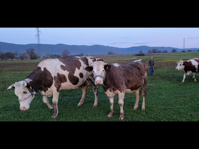 Krave iz Čovića