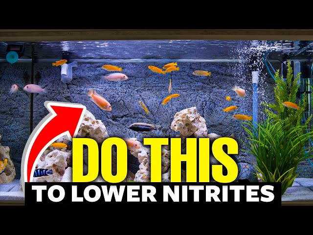 Here's How to Lower Nitrites In Aquariums FAST👨‍🔬!