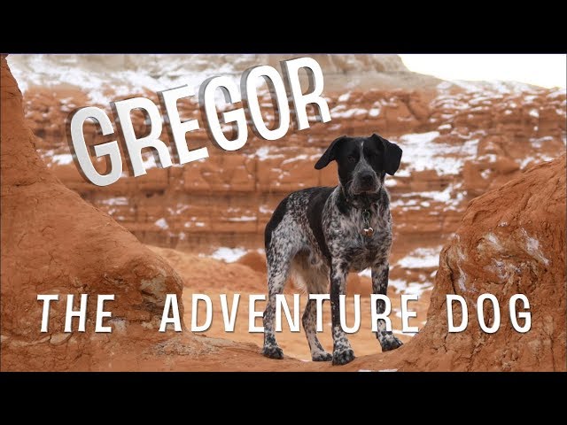 Gregor The Adventure Dog | #AdventuresWithGregor