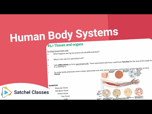 Human Body Systems | Science | Satchel Classes