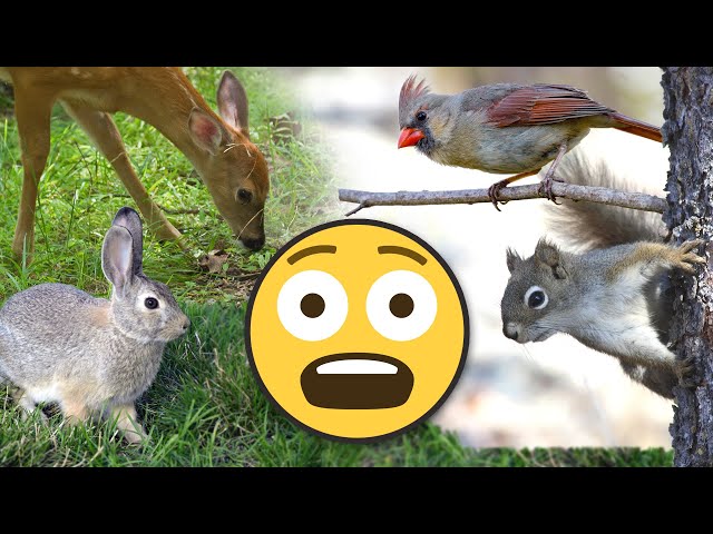 How to Keep Out: Deer, Rabbits, Squirrels & Birds from Garden with Fencing, Netting & Repellents!