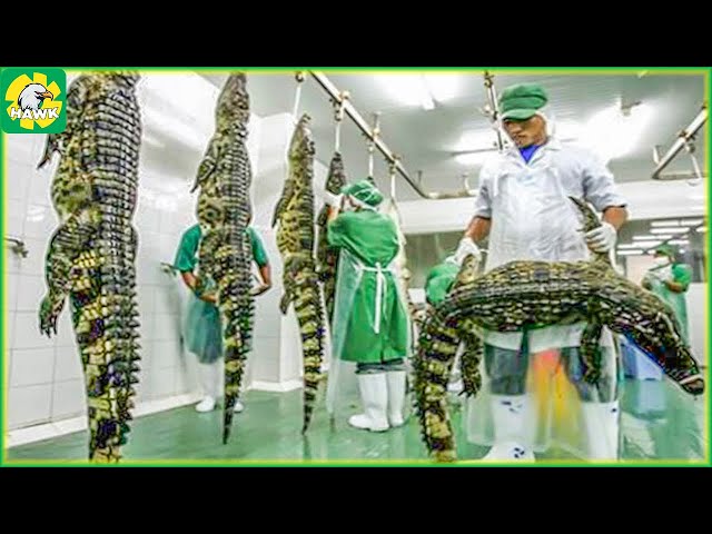 🐊 How Farmers Make Millions from Processing Crocodile Meat and Skin | Processing Factory