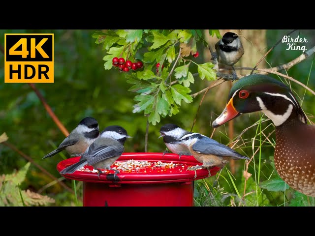 Cat TV for Cats to Watch 😺🐦 Beautiful Backyard Birds and Silly Ducks 🦆 8 Hours(4K HDR)
