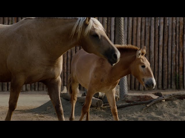 Second Przewalski's Horse Clone Named