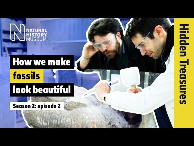 Fossils in rocks: how do we get them ready for display? | Hidden Treasures | S2E2