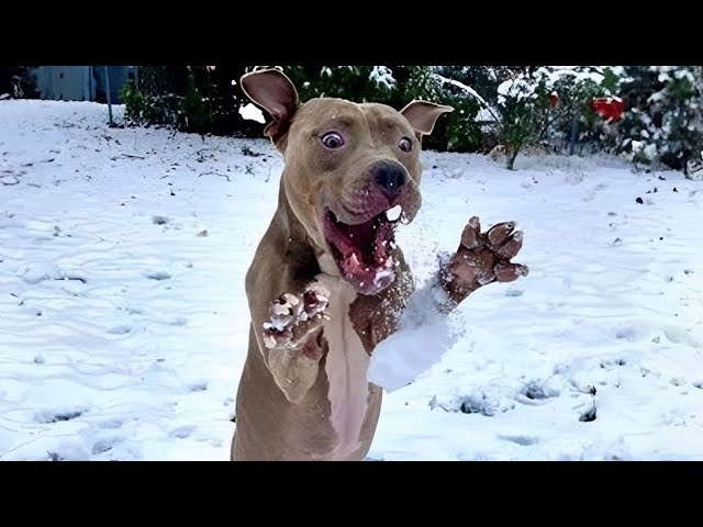 Pitbull Dogs Reacting to First Snow - Funniest Pet Ever!