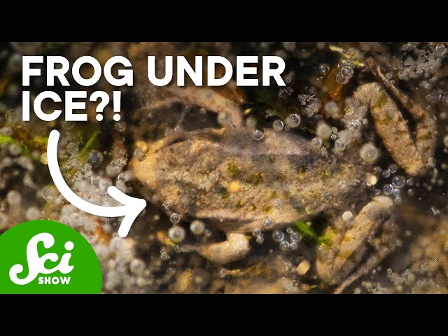 Five Bizarre Places Frogs Call Home